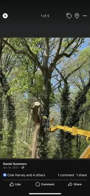 Tree team 6 lawn care Logo