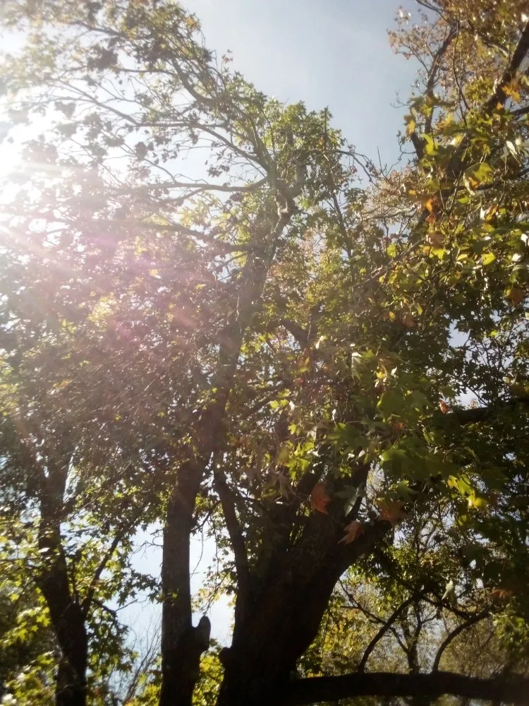 Expert outdoor landscaping in Calera, OK by Tree Tech and Landscaping