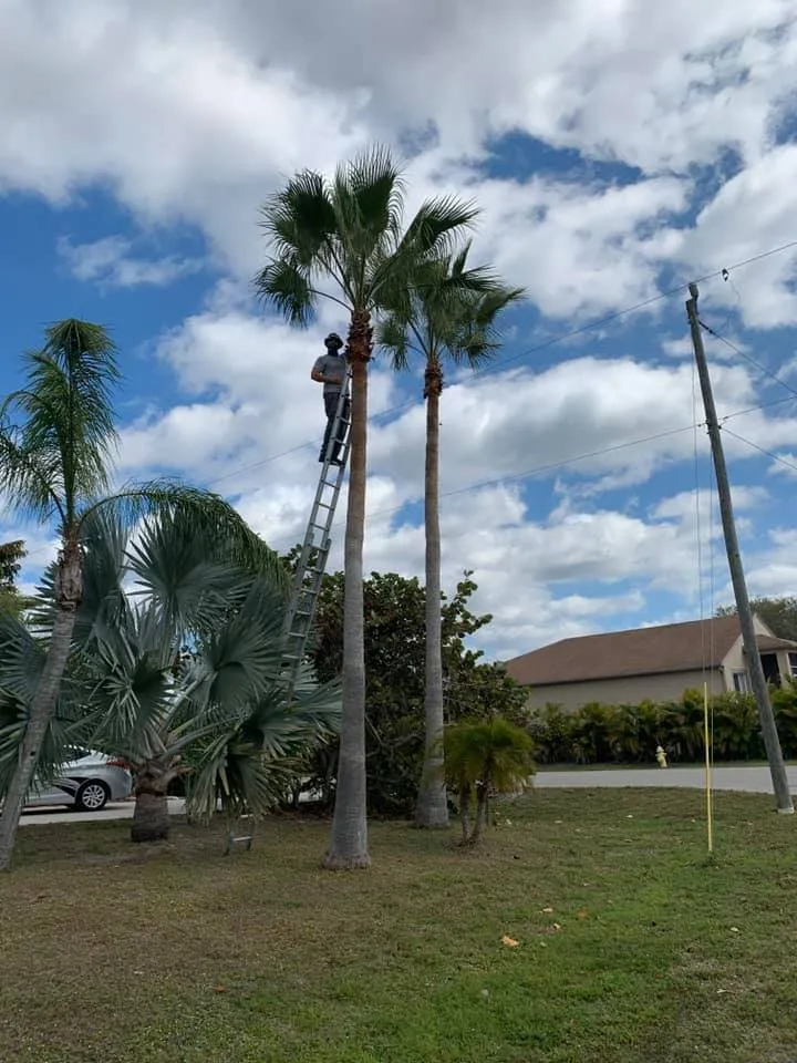 Custom lawn care service experts serving Englewood, FL - Tree Tech FL