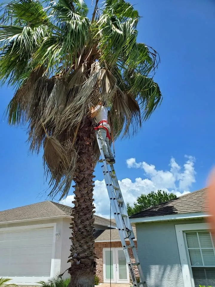 Local residential landscaping in Englewood, FL by Tree Tech FL