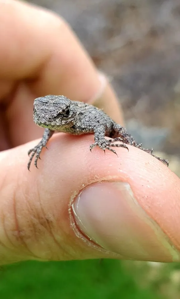 Top-rated garden landscaping in Loganville, GA - Tree Time