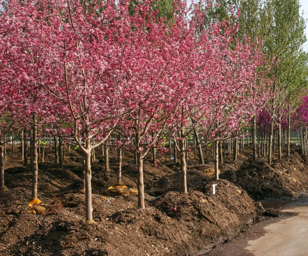 Local residential landscaping in Wichita, KS by Tree Top Nursery And Landscape