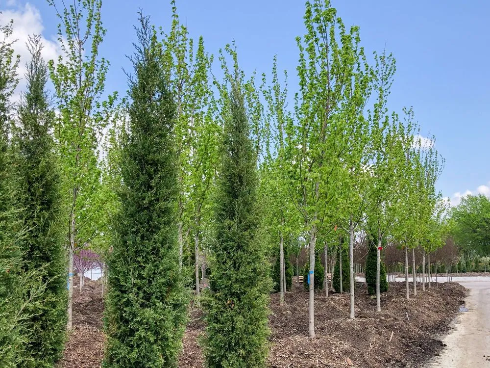 Custom residential landscaping experts serving Wichita, KS - Tree Top Nursery And Landscape