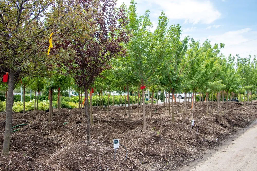 Affordable lawn mowing service in Wichita, KS - Tree Top Nursery And Landscape