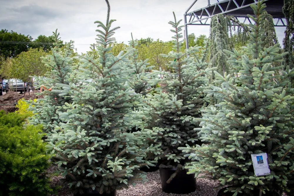 Local landscape design for beautiful yards in Wichita, KS by Tree Top Nursery And Landscape