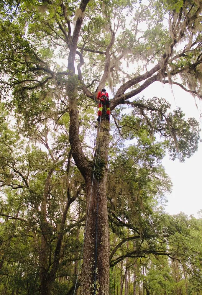 Professional lawn care service experts serving port richey, FL - Tree Top Tree Service & Landscaping