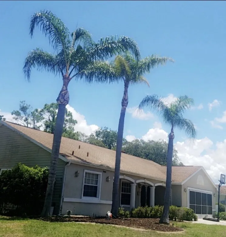 Top-rated yard maintenance in port richey, FL by Tree Top Tree Service & Landscaping