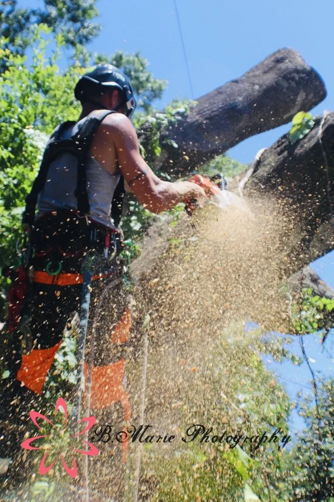 Expert landscape installation in port richey, FL by Tree Top Tree Service & Landscaping