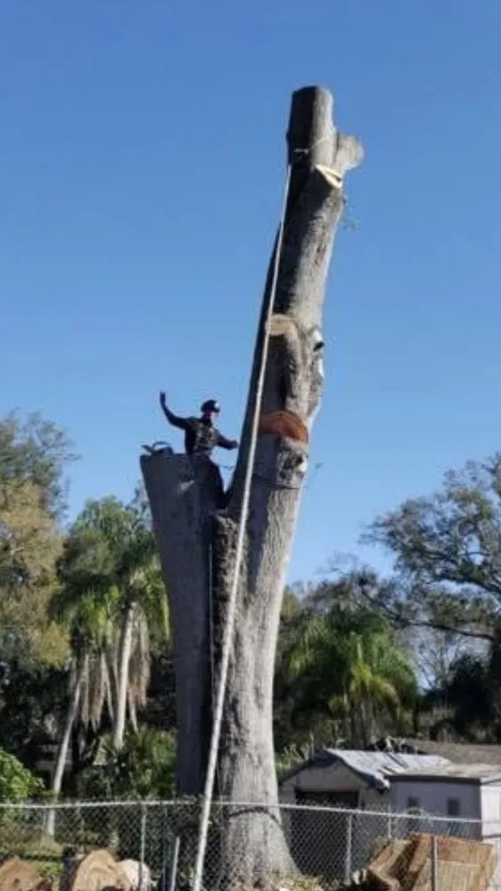 Affordable yard maintenance experts serving port richey, FL - Tree Top Tree Service & Landscaping