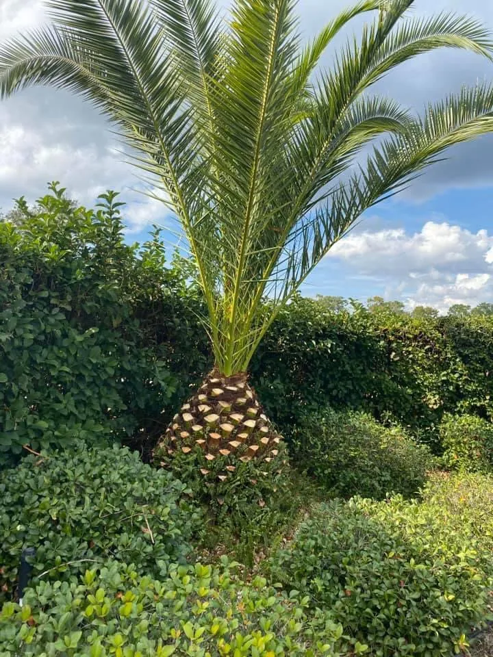 Custom garden landscaping in port richey, FL - Tree Top Tree Service & Landscaping