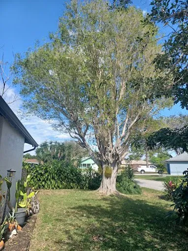 Affordable lawn mowing service with custom design in Lehigh Acres, FL by Tree Tops Tree Services