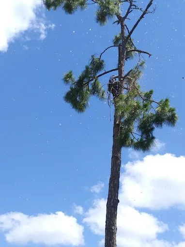 Expert yard maintenance in Lehigh Acres, FL by Tree Tops Tree Services