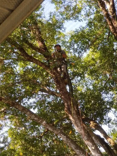 Trusted yard cleanup service near you across Lehigh Acres, FL - Tree Tops Tree Services