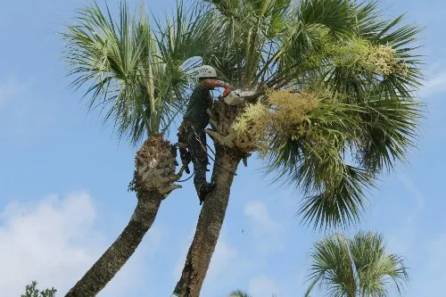 Top-rated landscape installation for outdoor upgrades across Lehigh Acres, FL - Tree Tops Tree Services