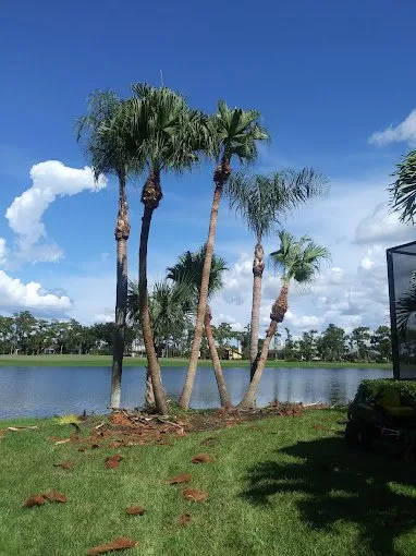 Local lawn mowing service experts serving Lehigh Acres, FL - Tree Tops Tree Services