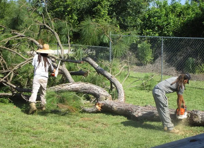 Reliable landscape design experts serving Lehigh Acres, FL - Tree Tops Tree Services