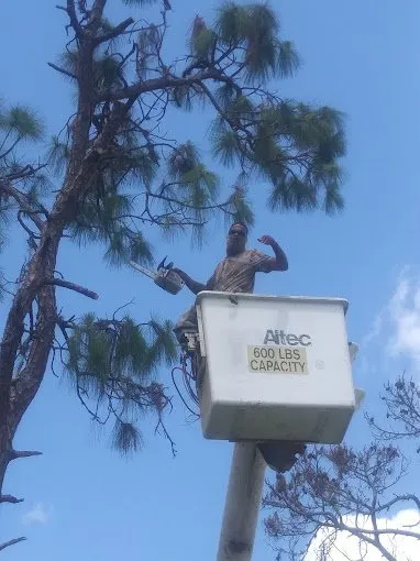 Trusted landscape design in Lehigh Acres, FL - Tree Tops Tree Services
