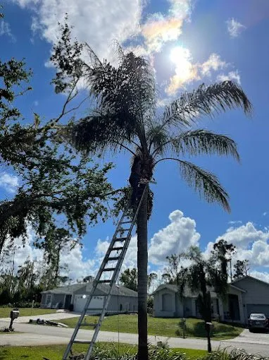 Local yard cleanup service for year-round maintenance in Lehigh Acres, FL by Tree Tops Tree Services