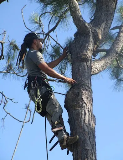 Local garden landscaping in Lehigh Acres, FL by Tree Tops Tree Services