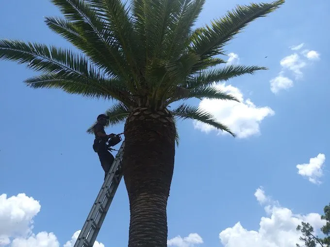 Local residential landscaping experts serving Lehigh Acres, FL - Tree Tops Tree Services