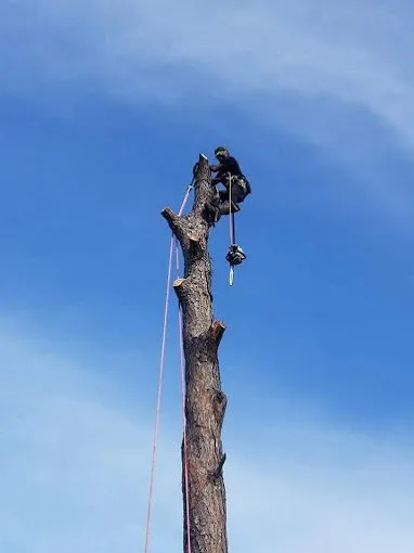 Trusted lawn mowing service for outdoor upgrades across Lehigh Acres, FL - Tree Tops Tree Services