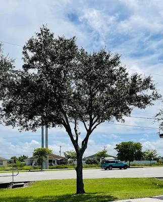 Tree Tops Tree Services Logo