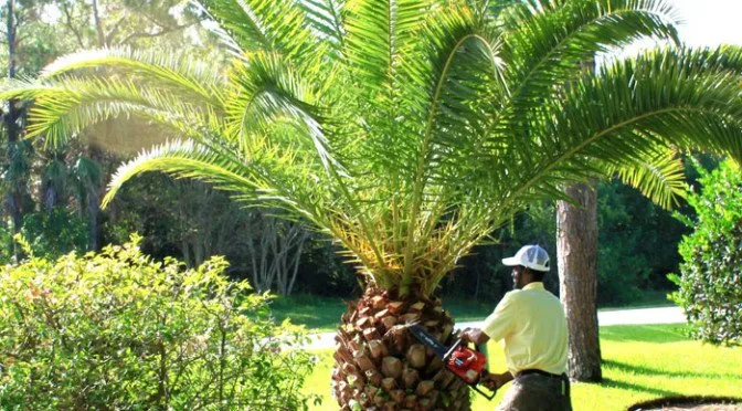 Local lawn mowing service for beautiful yards across Fort Pierce, FL - Tree Trimmers USA