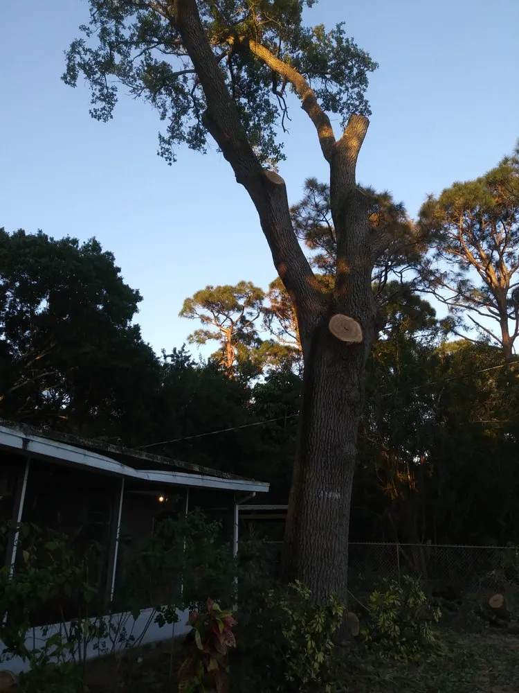 Reliable landscape design for outdoor upgrades in Fort Pierce, FL by Tree Trimmers USA