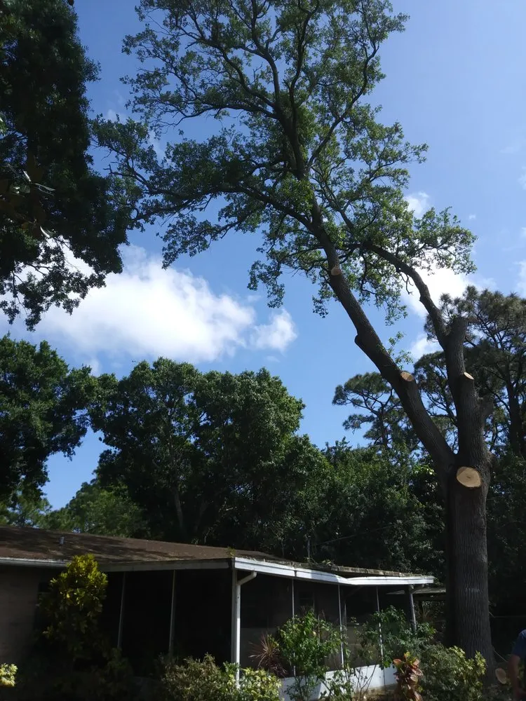 Custom yard cleanup service for beautiful yards in Fort Pierce, FL by Tree Trimmers USA