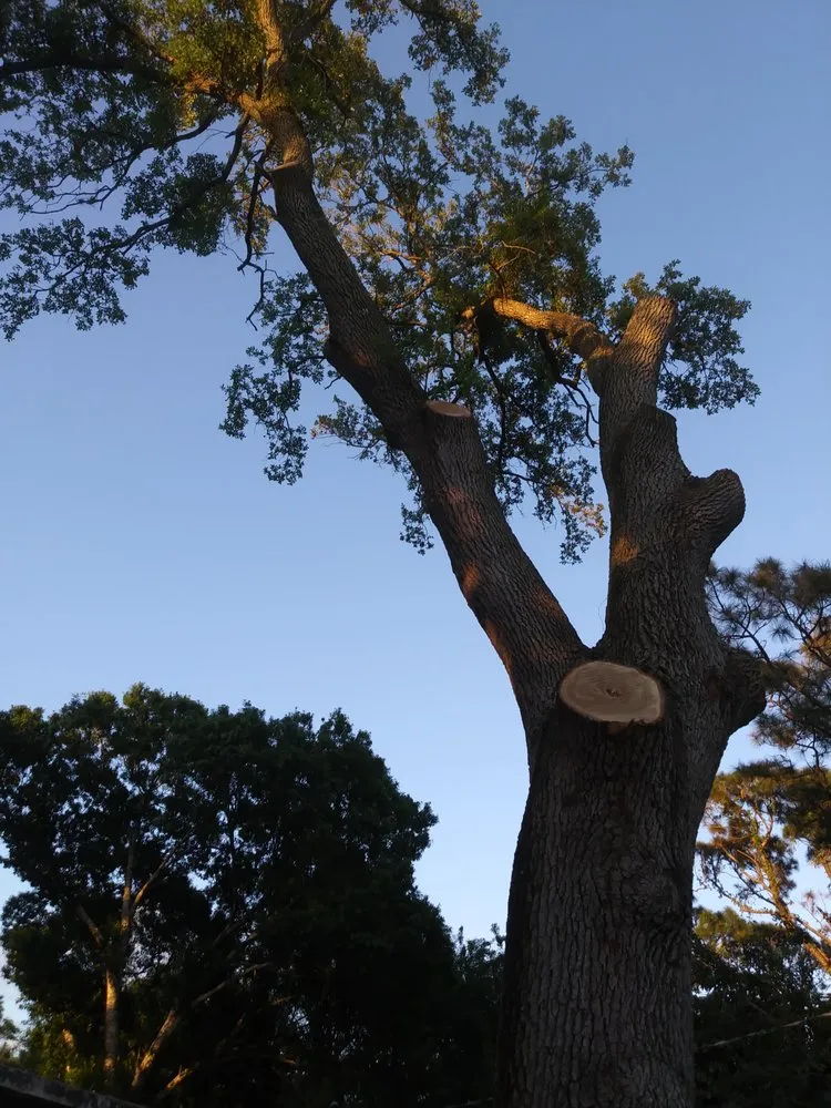 Reliable landscape design for beautiful yards across Fort Pierce, FL - Tree Trimmers USA