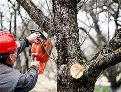 Local yard cleanup service experts serving Blaine, MN - Tree Trimming & Landscaping
