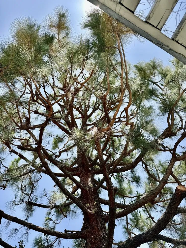 Reliable landscaping services experts serving Sylmar, CA - Tree Trimming 4 Less
