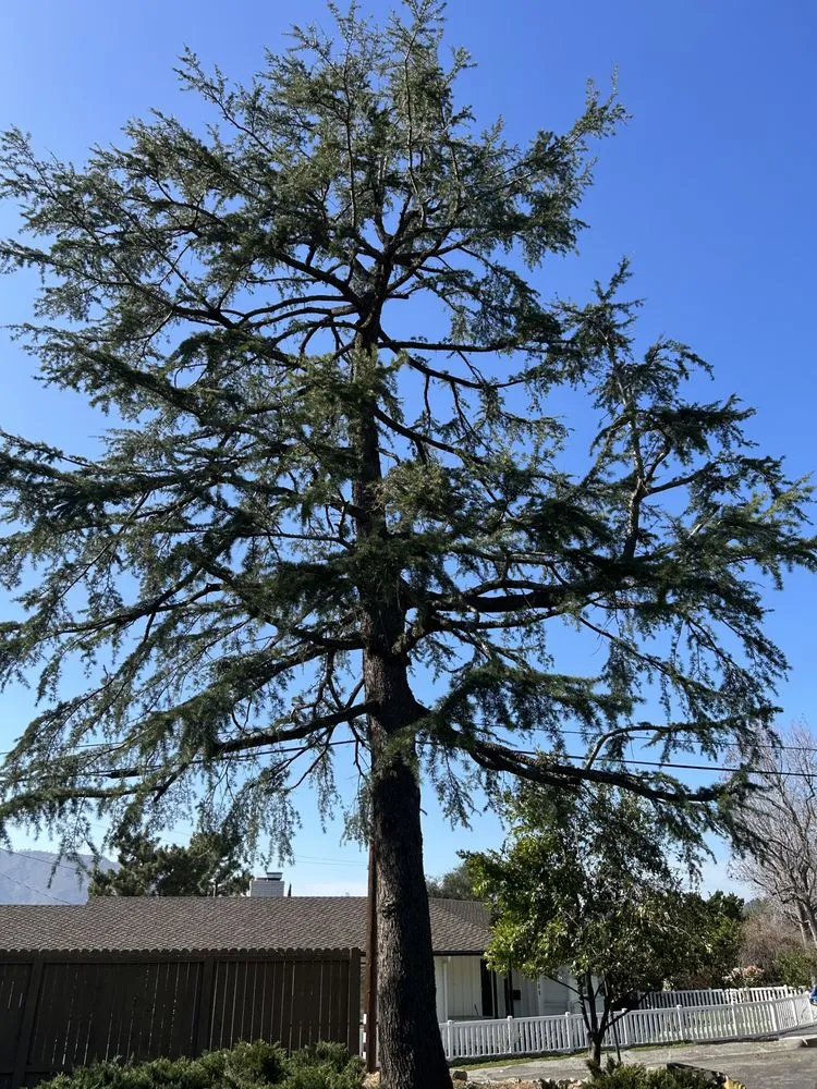 Professional garden landscaping in Sylmar, CA - Tree Trimming 4 Less