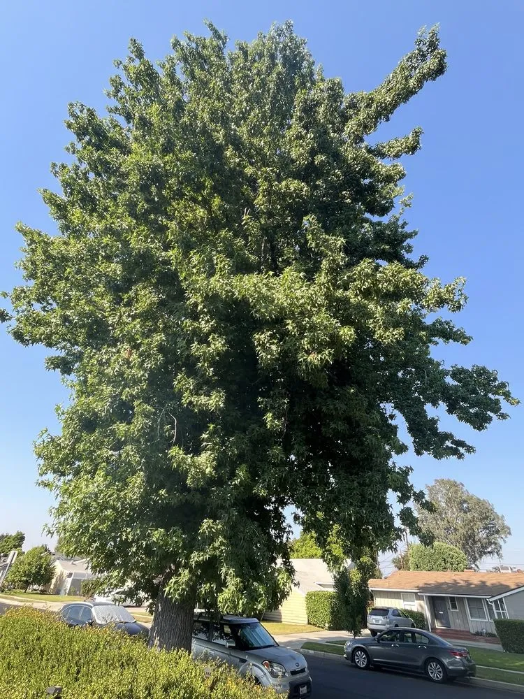 Affordable yard cleanup service for homes across Sylmar, CA - Tree Trimming 4 Less