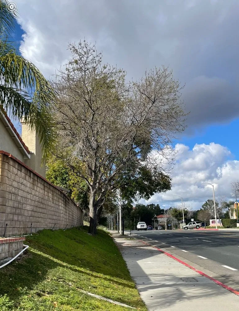 Trusted residential landscaping for beautiful yards across Sylmar, CA - Tree Trimming 4 Less