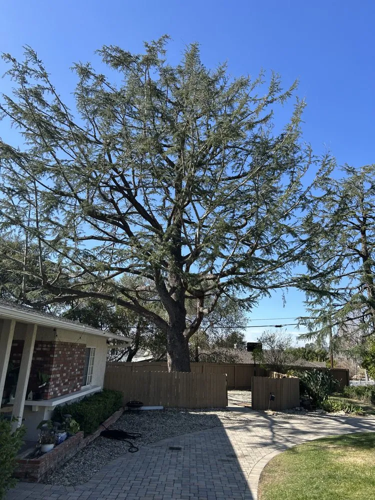 Trusted yard cleanup service for year-round maintenance in Sylmar, CA by Tree Trimming 4 Less