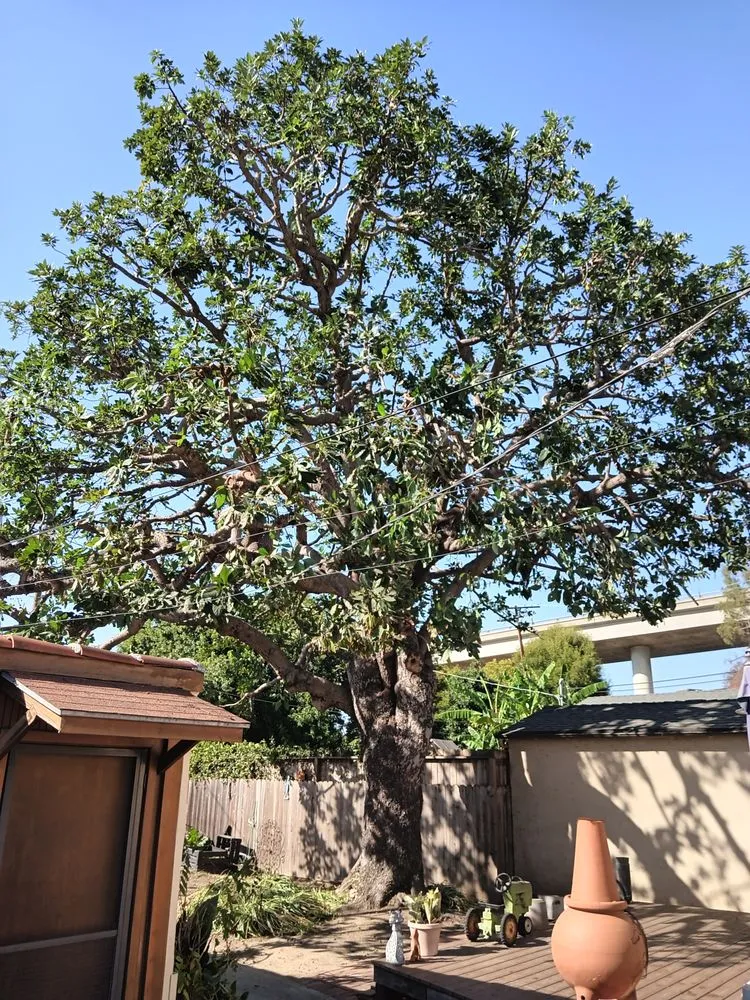 Custom residential landscaping for beautiful yards across Sylmar, CA - Tree Trimming 4 Less