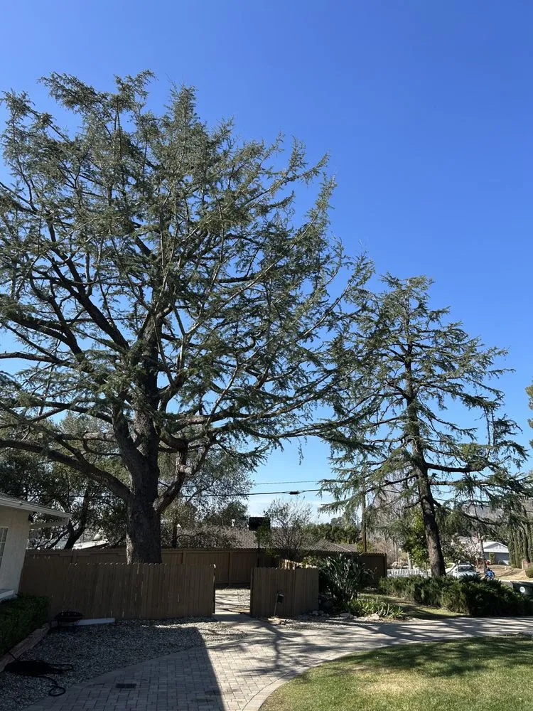 Trusted landscaping services in Sylmar, CA - Tree Trimming 4 Less