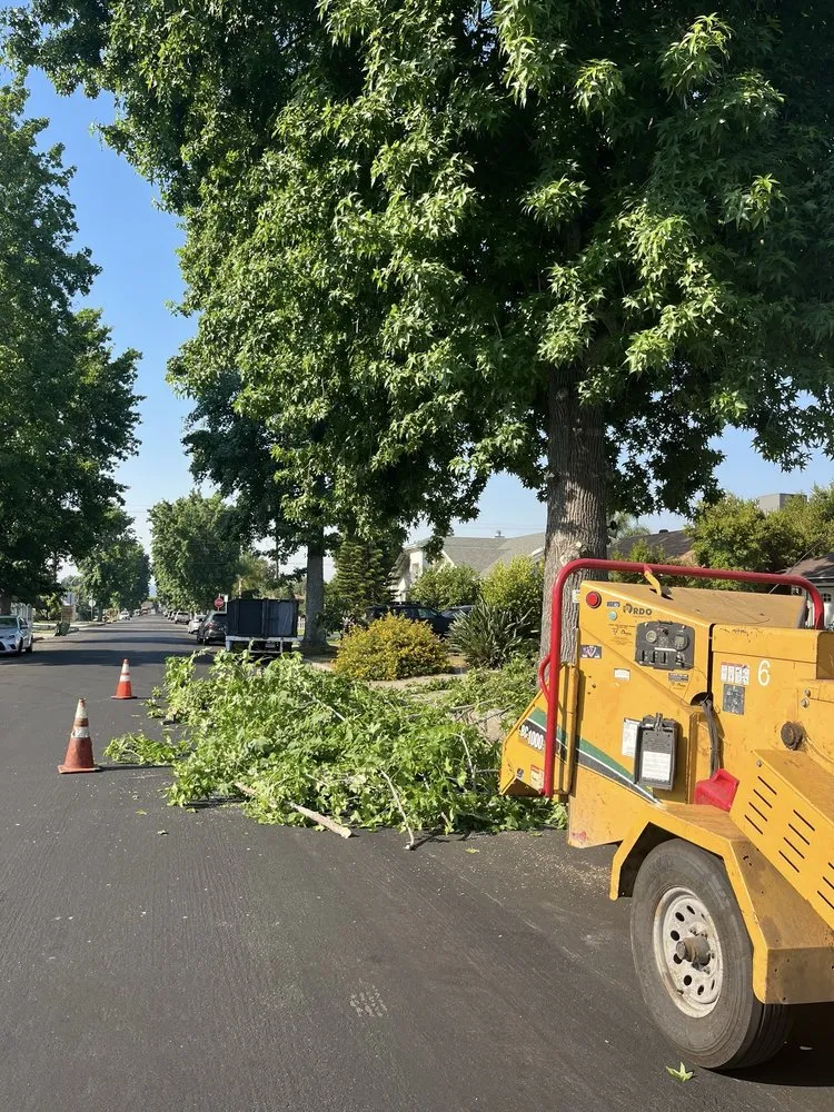 Expert residential landscaping in Sylmar, CA - Tree Trimming 4 Less