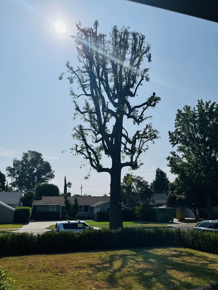 Affordable landscape installation near you across Sylmar, CA - Tree Trimming 4 Less
