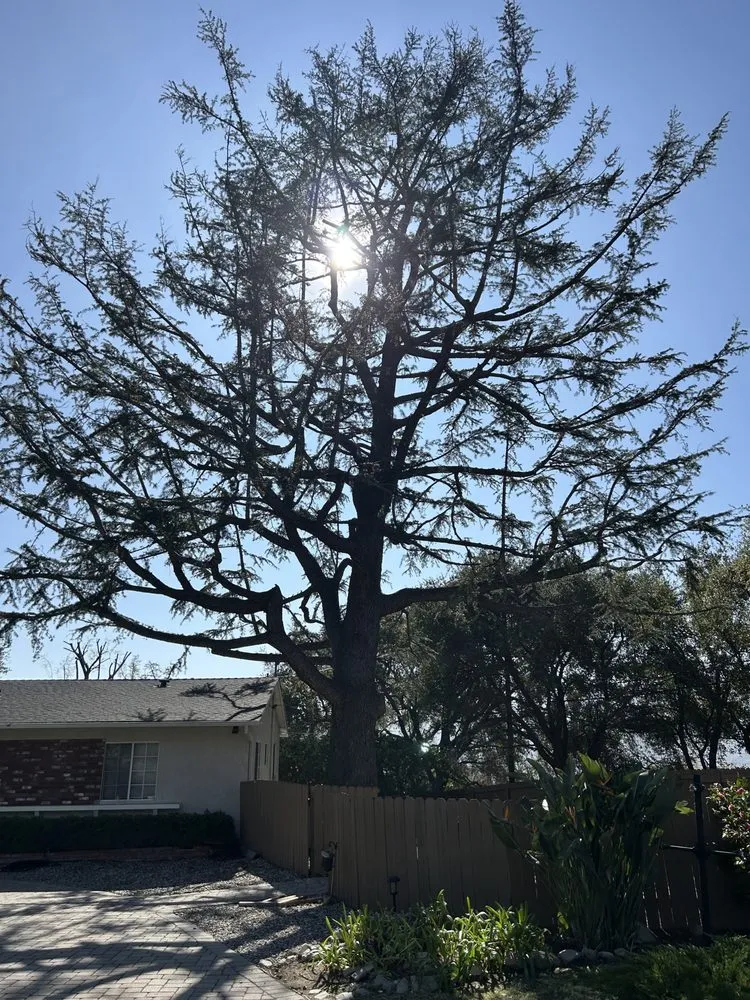 Custom lawn care service experts serving Sylmar, CA - Tree Trimming 4 Less