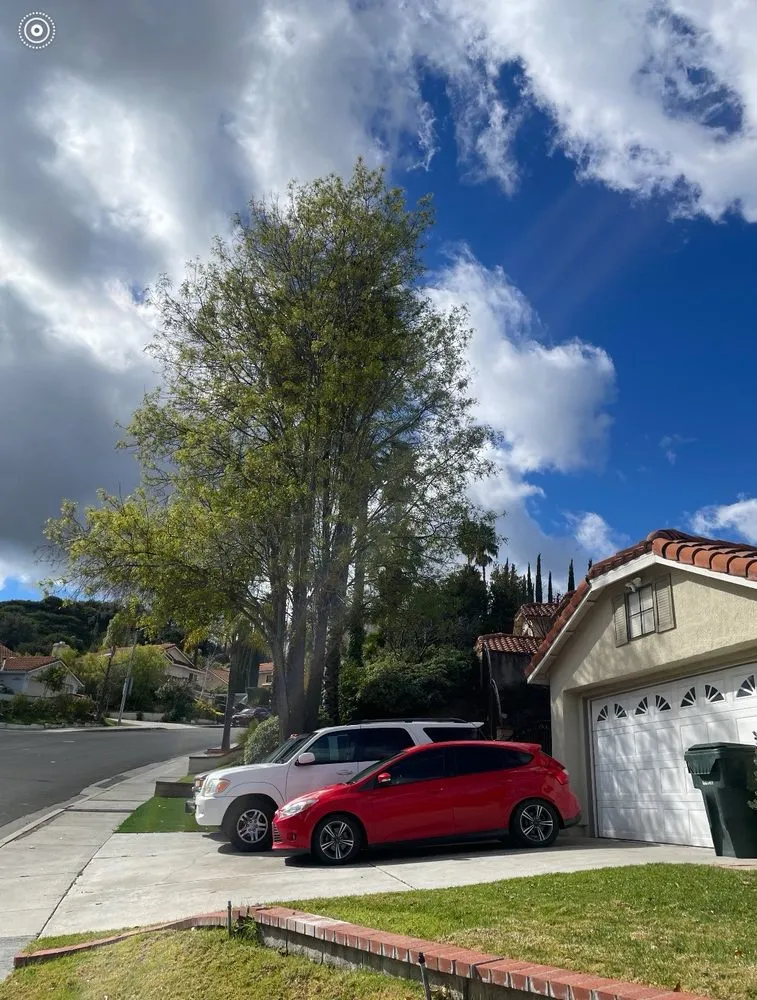 Local lawn care service in Sylmar, CA - Tree Trimming 4 Less