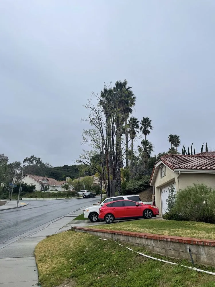 Trusted yard cleanup service for year-round maintenance in Sylmar, CA by Tree Trimming 4 Less