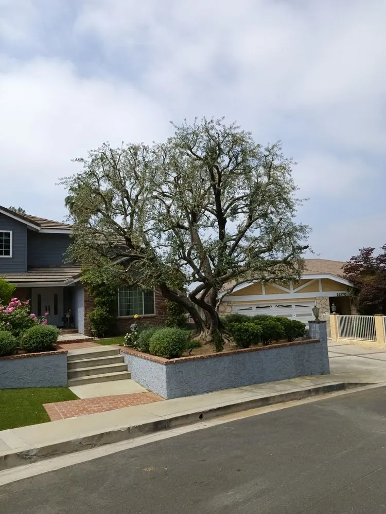 Professional landscaping services experts serving Sylmar, CA - Tree Trimming 4 Less
