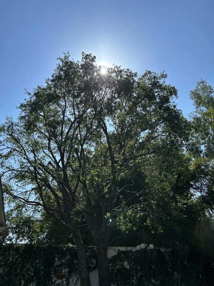 Affordable garden landscaping in Sylmar, CA by Tree Trimming 4 Less