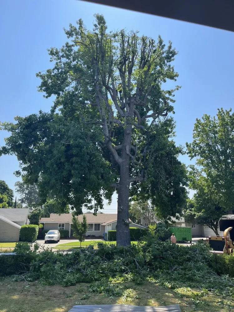 Top-rated landscaping services for beautiful yards across Sylmar, CA - Tree Trimming 4 Less