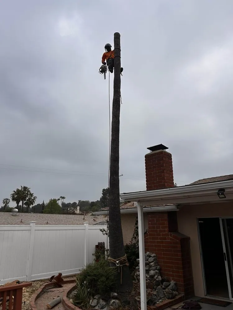 Trusted yard maintenance for outdoor upgrades in Sylmar, CA by Tree Trimming 4 Less
