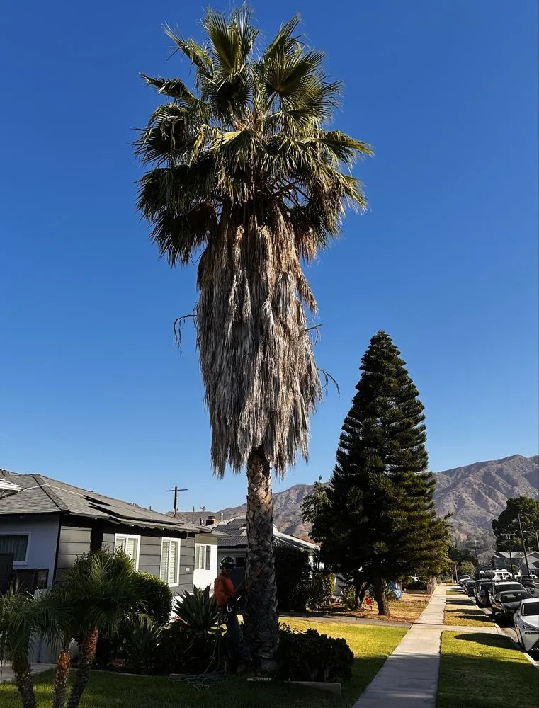 Trusted landscape installation in Sylmar, CA - Tree Trimming 4 Less