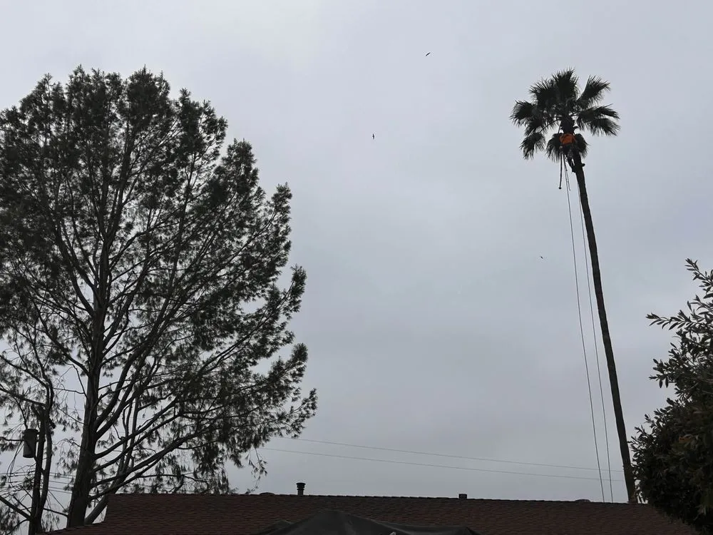 Trusted yard maintenance in Sylmar, CA - Tree Trimming 4 Less