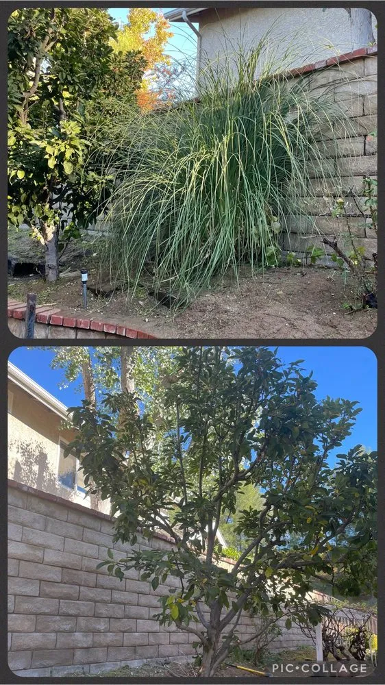 Reliable landscaping services experts serving Sylmar, CA - Tree Trimming 4 Less